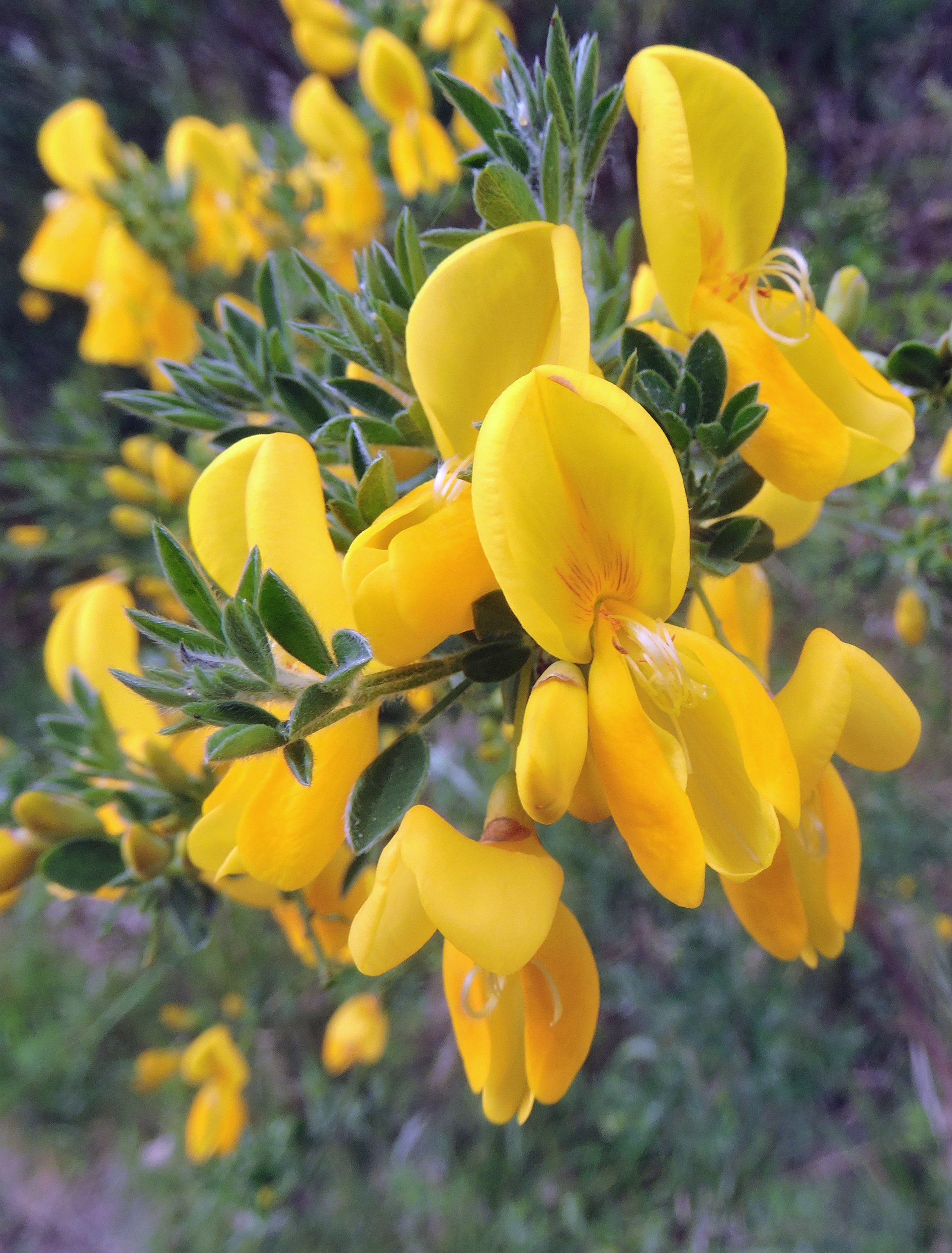 COMMON BROOM FLOWERS Bill Bagley Photography